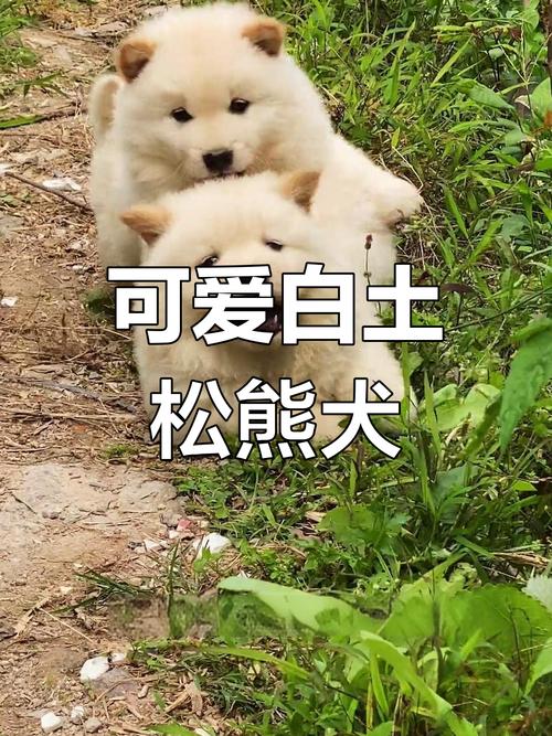 松熊图片
