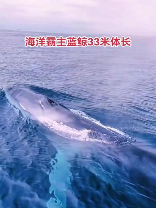 鲸鱼约重几吨