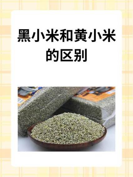黑小米贵还是黄小米贵