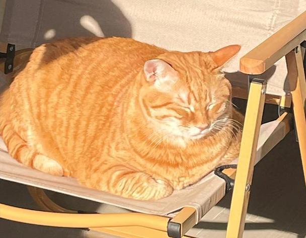 养猫旺财运吗