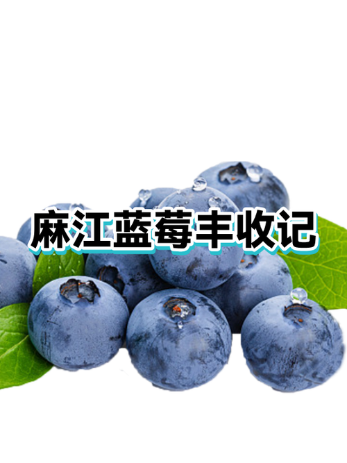 蓝莓名字的由来和历史