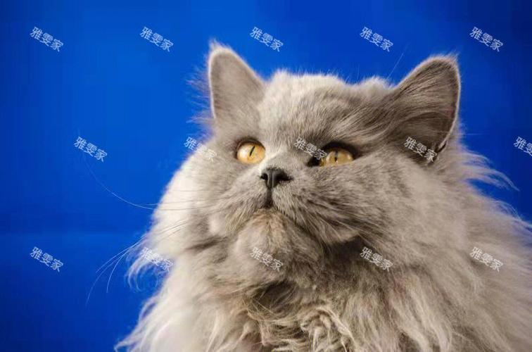 蓝猫的皮肤是蓝色的吗