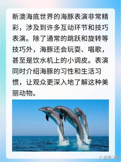 海豚的详细介绍