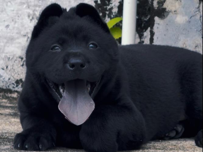 中国唐犬最贵三个品种