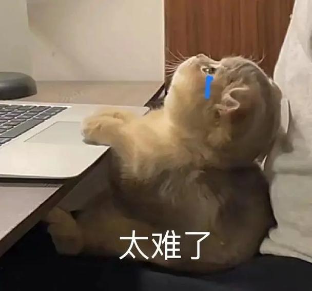 红温猫猫头表情包缩略图