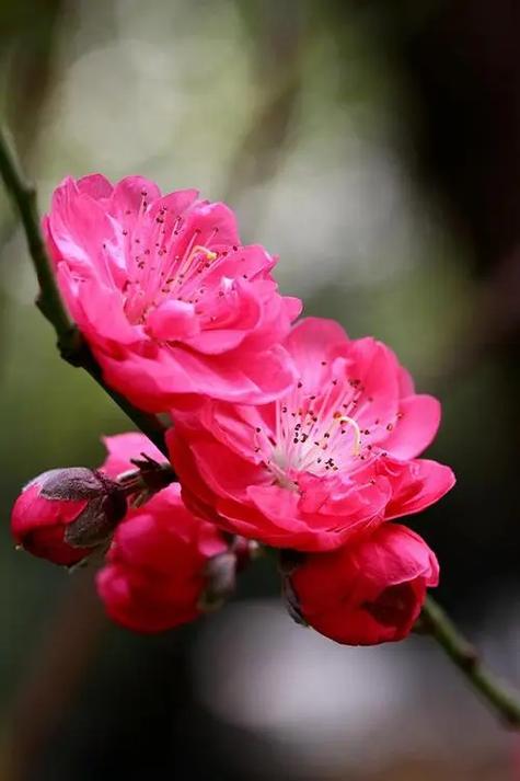 2022年正缘桃花生肖