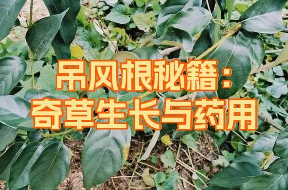 古村奇草功能与主治