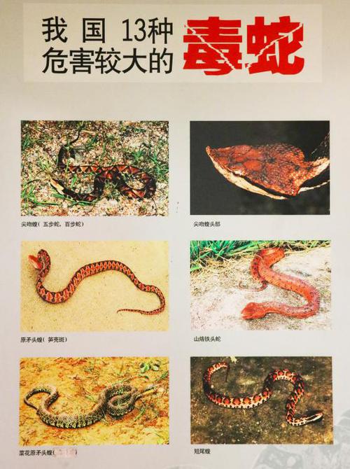 毒蛇1.0.13破解最