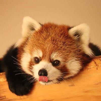 可爱熊猫头像