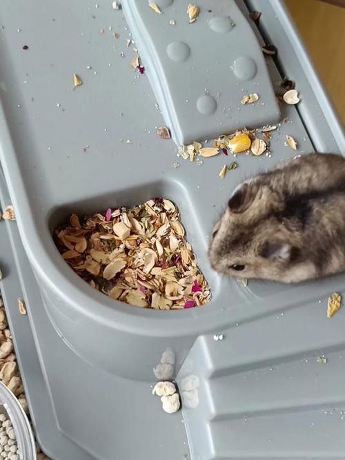仓鼠挑食的原因