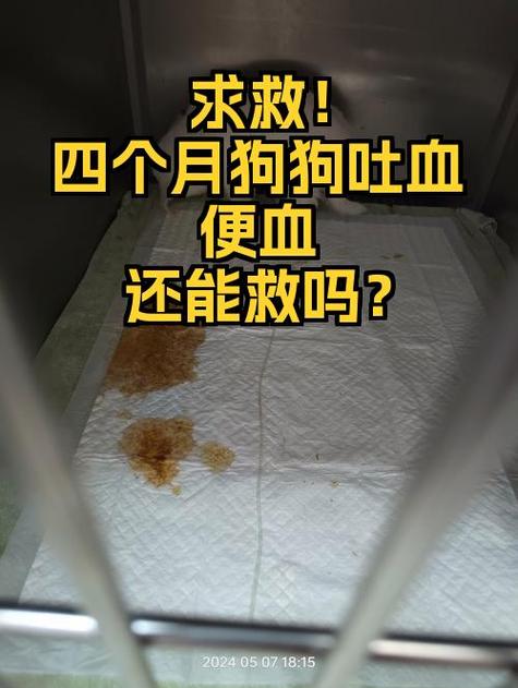 当瓷吐血四常吓坏