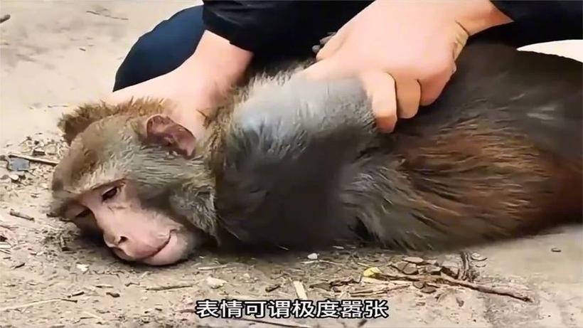 抓猴子视频缩略图