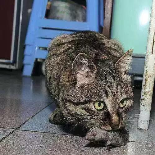 猫咪成人VIP破解截图