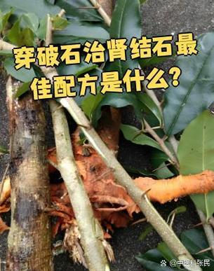 穿破石治肿瘤最佳搭配