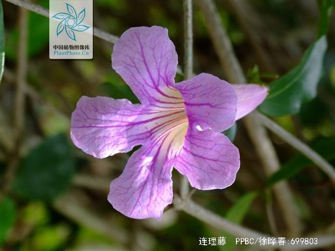 连理枝的学名叫什么截图