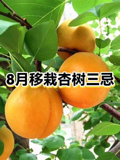 栽杏树深好还是浅好