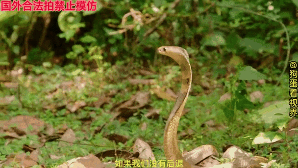 梦见蛇跳舞是什么意思