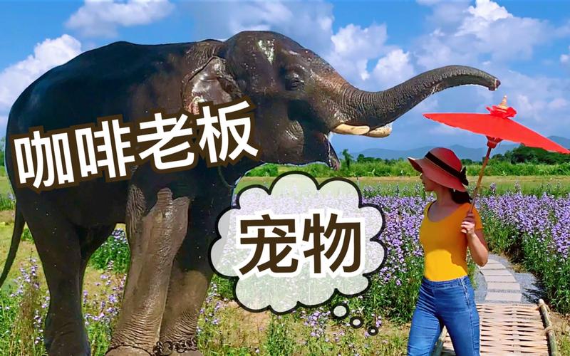 腐化咖啡店老板触发条件
