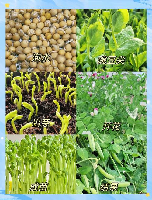 豌豆苗正确种法