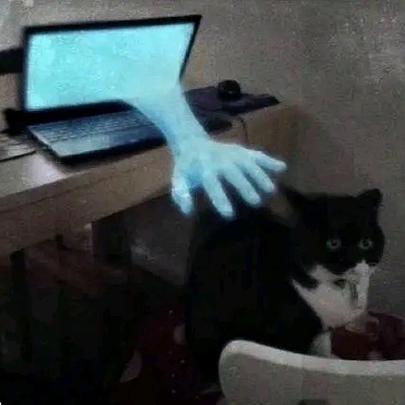 手抓猫表情包缩略图