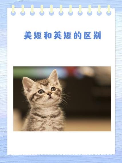 英短和美短的区别