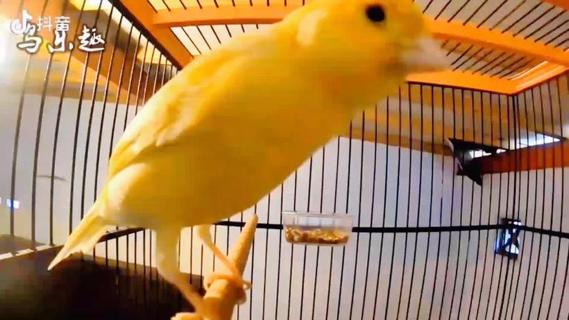 2个月小公玉鸟叫声