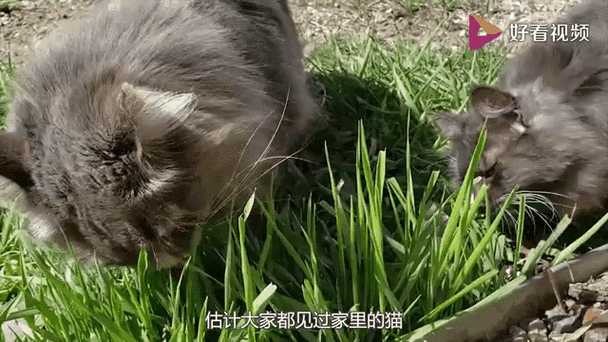 娱乐我能获得角色技能爱吃草的猫咪