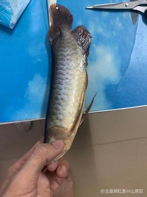 龙鱼跳缸是凶是吉