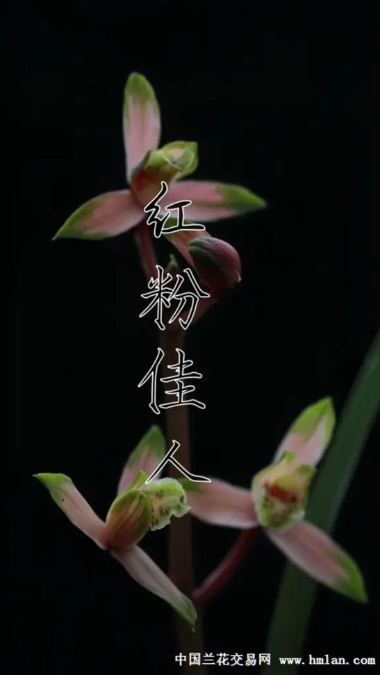 红粉佳人花卉图片