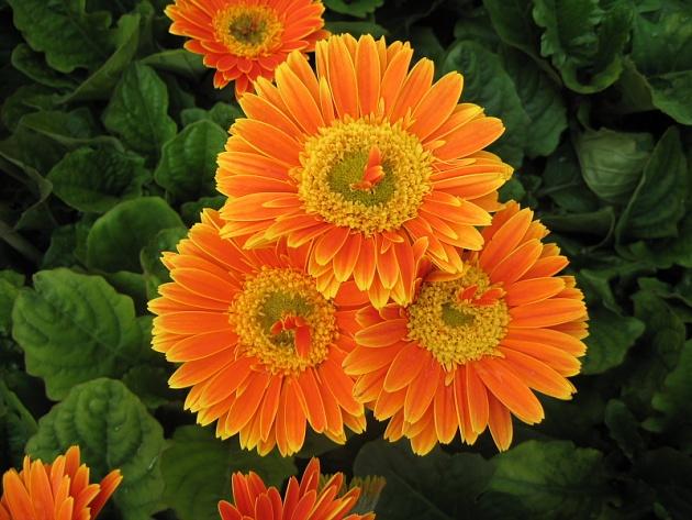 一品花