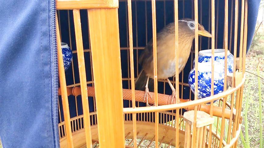 养4只画眉鸟