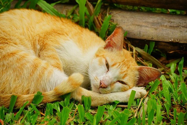 沉睡的小猫咪下载
