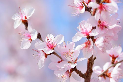 桃花视频免费版高清图标