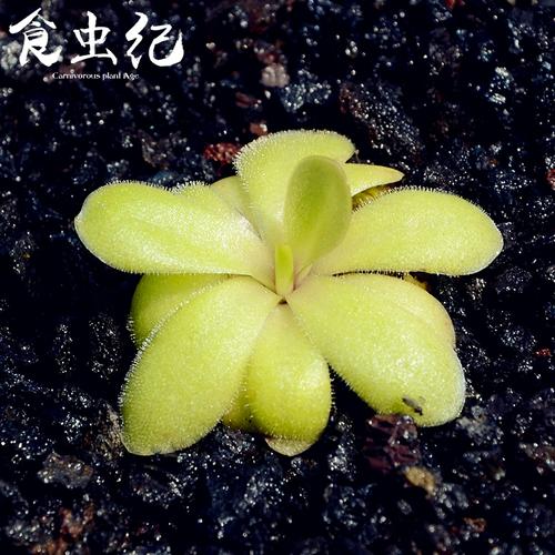 苹果小黑点在哪里设置截图