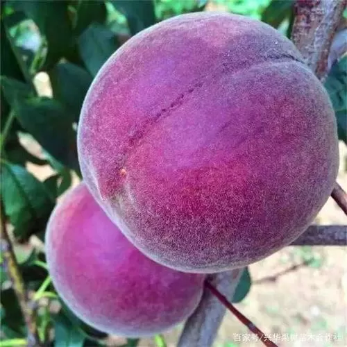 紫色的桃子叫什么桃