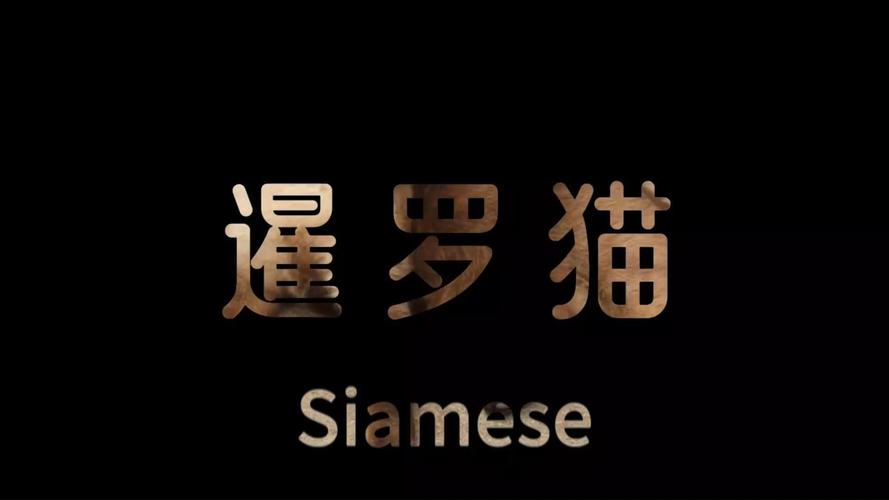 皇宫里的猫截图