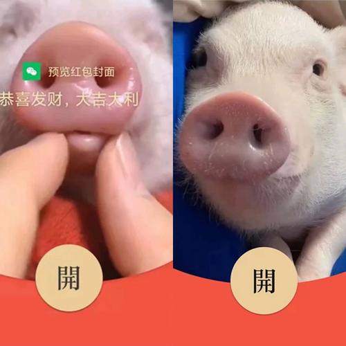 我养猪特牛红包版v1.0.0