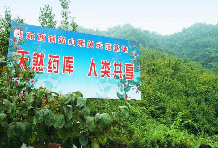 山间药园正版截图