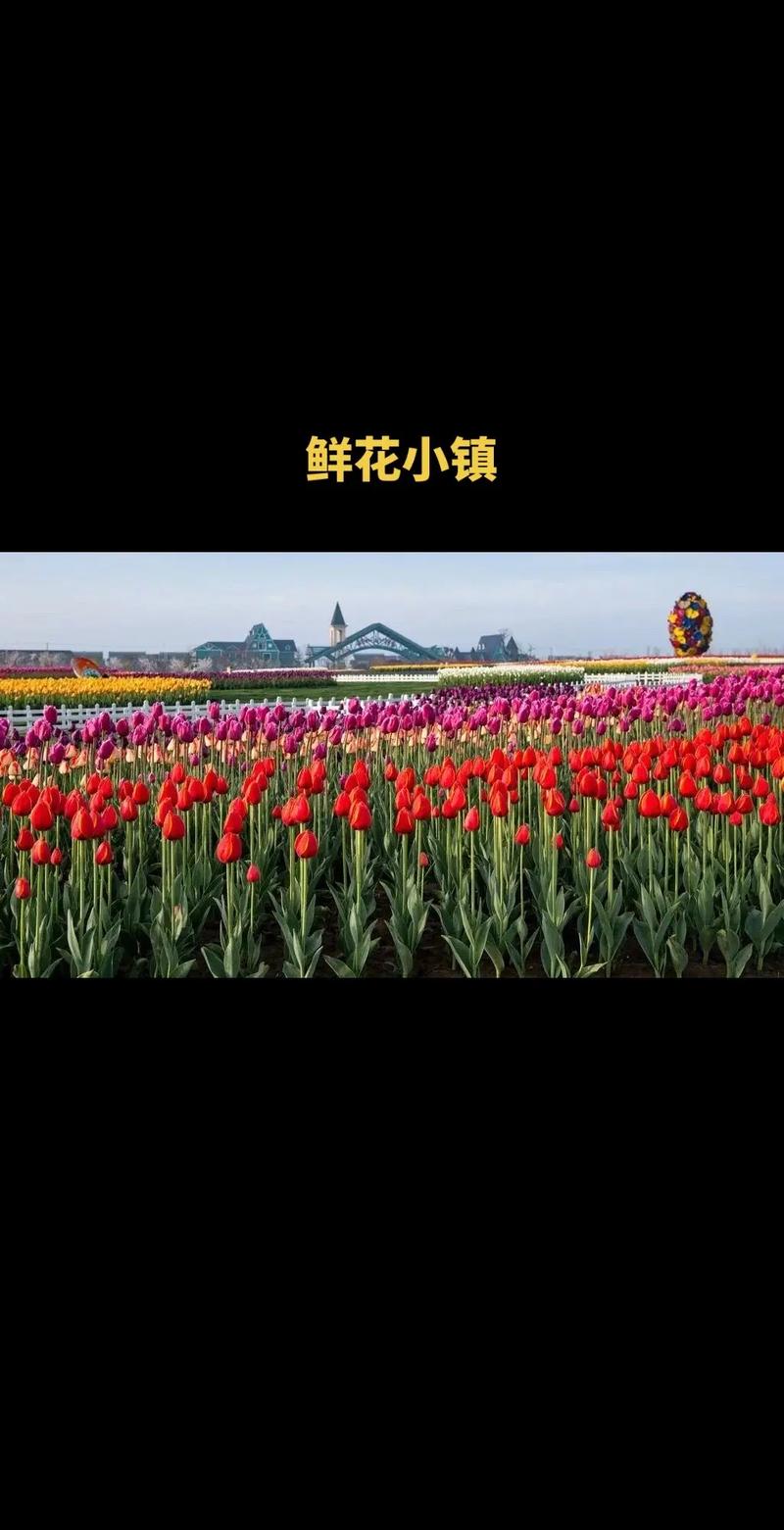 鲜花小镇app官网版截图