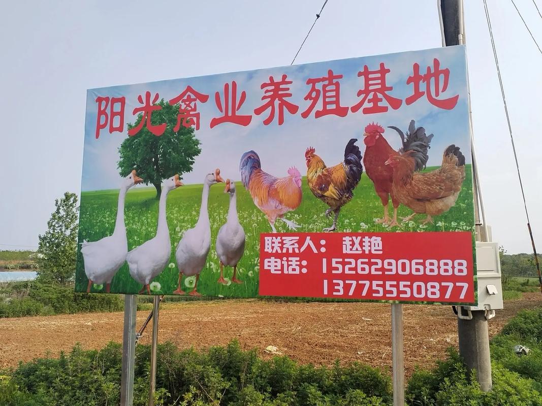 阳光鹅场