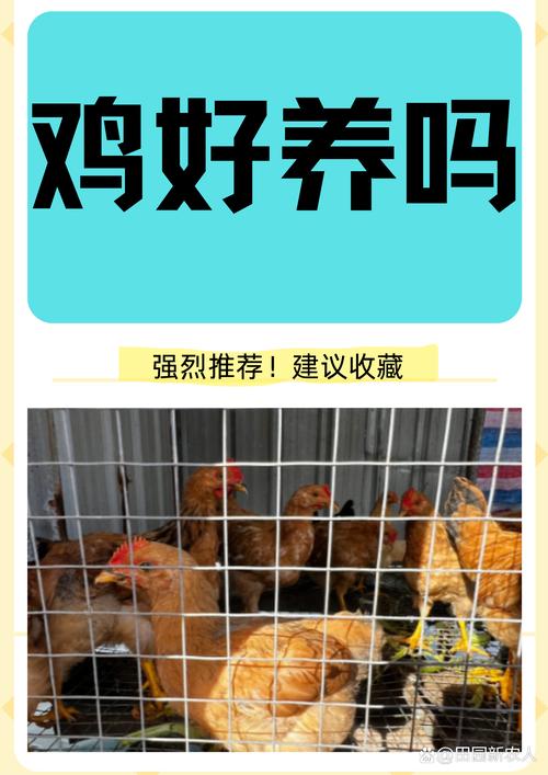 硅谷鸡(养鸡赚钱)