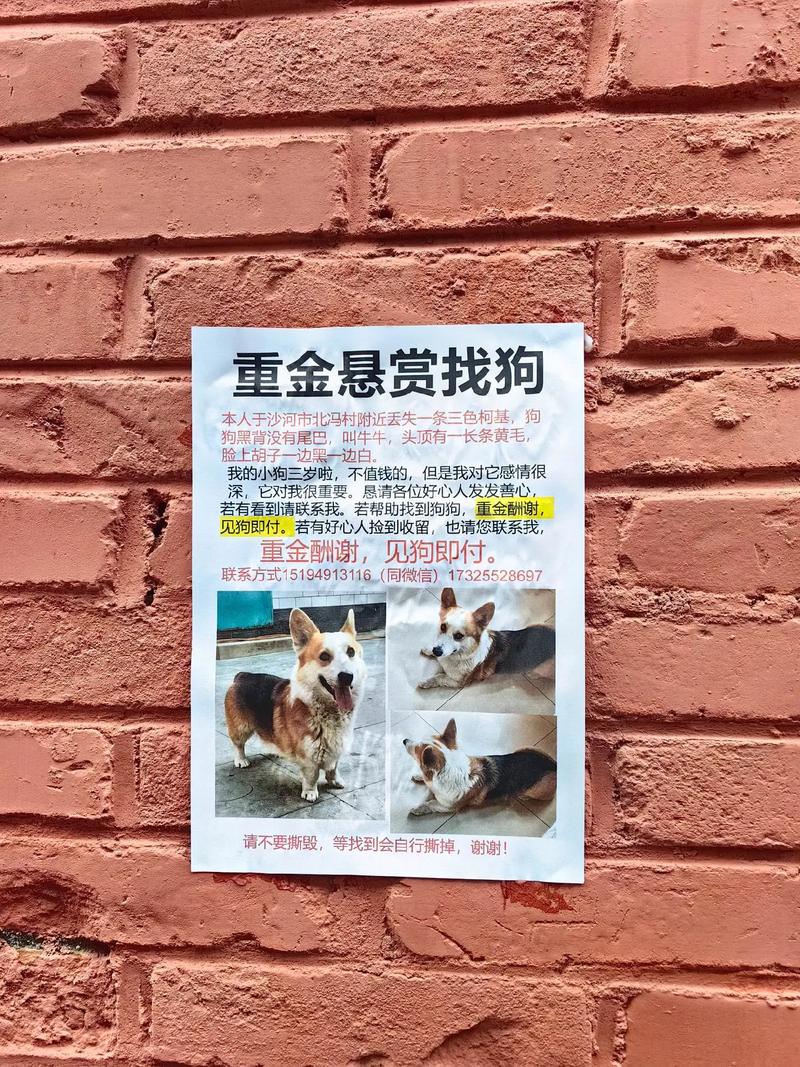 悬赏狗正版