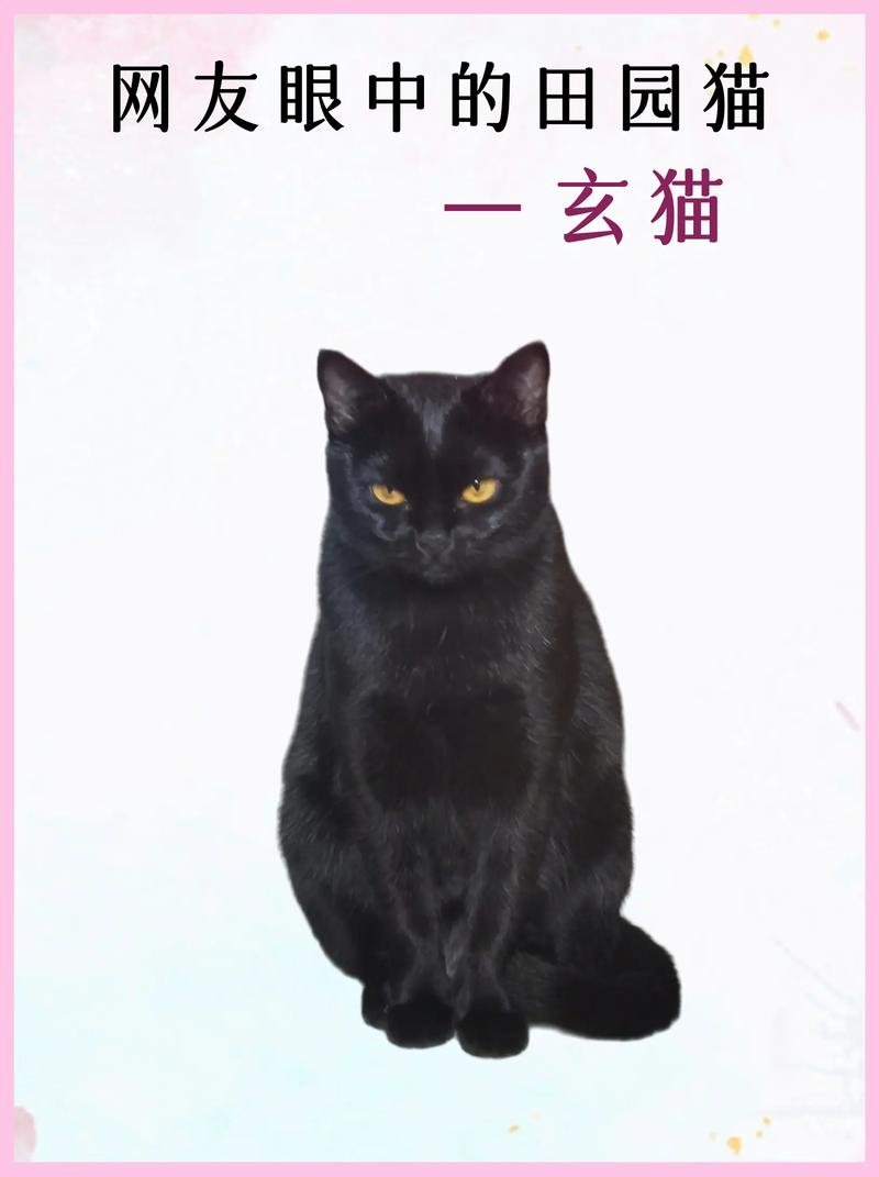 玄猫漫画1.1.0纯净版