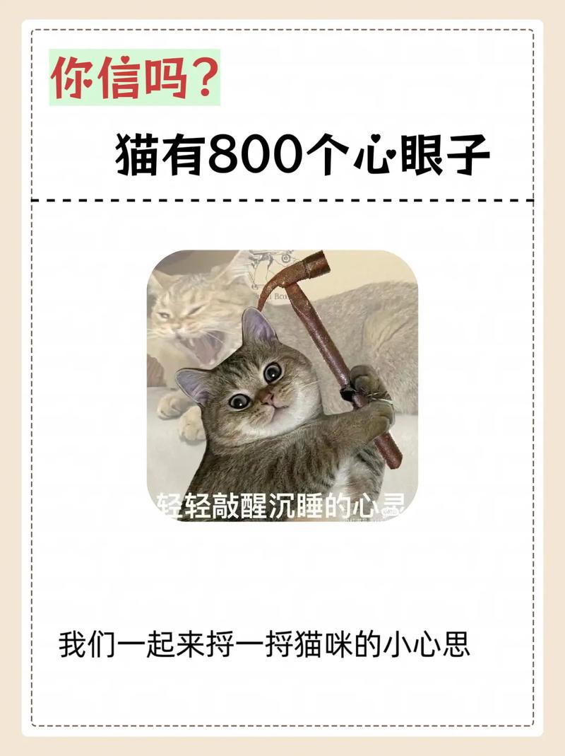 抖音小猫咪能有什么坏心眼呢