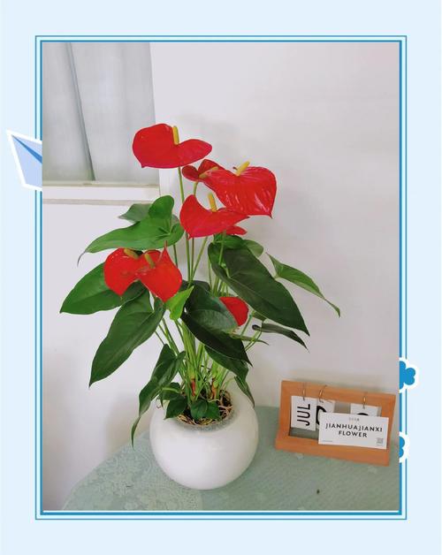 红掌花转发