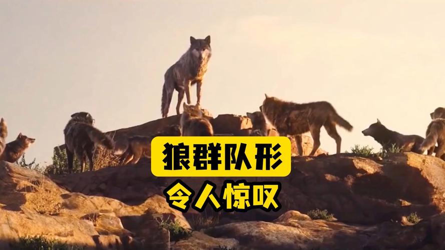 狼群社区视频