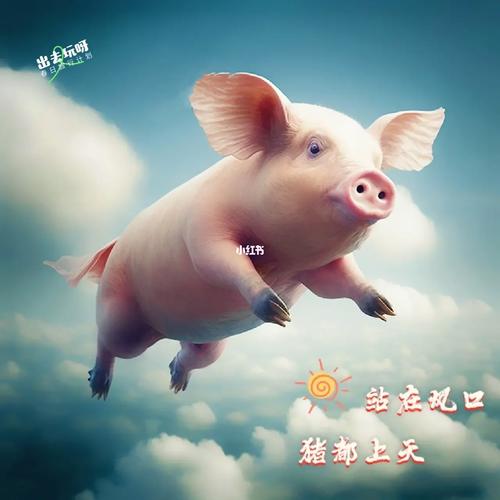 猪也要上天
