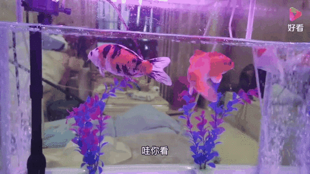 锦鲤鱼动态壁纸高清游戏截图