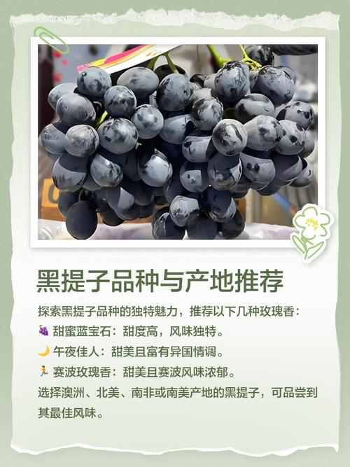 黑提子视频最新版截图