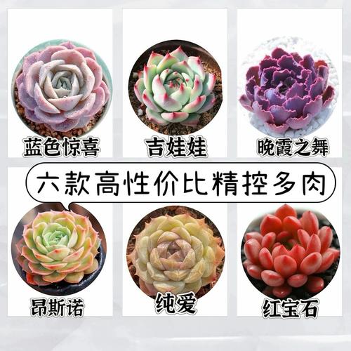 多肉小说无付费版
